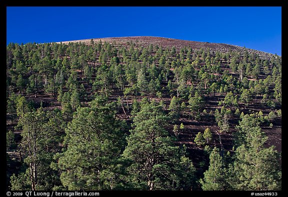 Pine trees on slopes of crater. Sunset Crater Volcano National Monument, Arizona, USA (color)