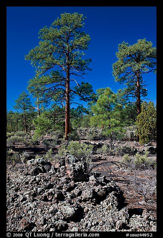 Hardened lava and pine trees, Coconino National Forest. Arizona, USA (color)