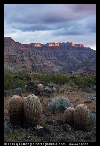 Barrel Cactus and last light on Grand Canyon rim. Grand Canyon-Parashant National Monument, Arizona, USA (color)
