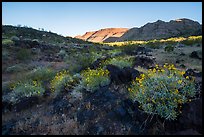 Brittlebush in bloom and balsalt rock, Whitmore Wash. Grand Canyon-Parashant National Monument, Arizona, USA ( color)