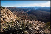 Yucca and Northwest Grand Canyon. Grand Canyon-Parashant National Monument, Arizona, USA ( color)