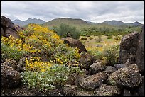 Brittlebush, volcanic boulders, North Maricopa Mountains Wilderness. Sonoran Desert National Monument, Arizona, USA ( color)