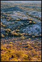Shrubs and cactus, late afternoon. Sonoran Desert National Monument, Arizona, USA ( color)