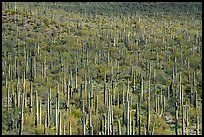 Dense concentration of Giant Saguaro cactus. Sonoran Desert National Monument, Arizona, USA ( color)