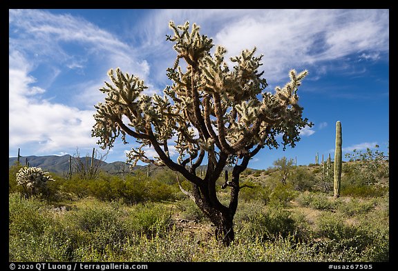Buckhorn Cholla Cactus and Sand Tank Mountains. Sonoran Desert National Monument, Arizona, USA (color)