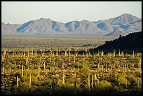 Dense cactus forest in Vekol Valley and Maricopa Mountains. Sonoran Desert National Monument, Arizona, USA ( color)