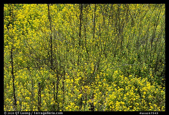Carpet of yellow wildflowers with bare branches. Sonoran Desert National Monument, Arizona, USA (color)