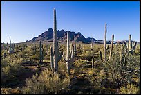Saguaro cactus forest on Ragged Top North bajada. Ironwood Forest National Monument, Arizona, USA ( color)
