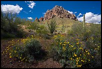 Brittlebush, ocotillo, and Ragged Top Mountain. Ironwood Forest National Monument, Arizona, USA ( color)