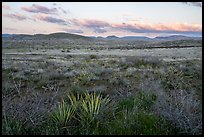 Desert grassland at sunset. Agua Fria National Monument, Arizona, USA ( color)