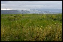 Tall grasses, spring wildflowers with foggy canyon. Agua Fria National Monument, Arizona, USA ( color)