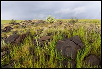 Basalt rocks and tall grasses. Agua Fria National Monument, Arizona, USA ( color)