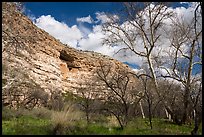 Sycamore trees and Montezuma Castle, Montezuma Castle National Monument. Arizona, USA ( color)