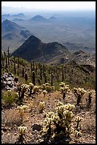 Cholla and saguaro cacti on slopes of Waterman Peak. Ironwood Forest National Monument, Arizona, USA ( color)