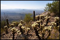Cactus on Waterman Peak. Ironwood Forest National Monument, Arizona, USA ( color)