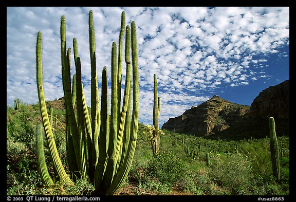 Organ Pipe Cactus (Stenocereus thurberi) and Diablo Mountains. Organ Pipe Cactus  National Monument, Arizona, USA