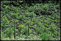 Saguaro Cactus on hillside. Organ Pipe Cactus  National Monument, Arizona, USA ( color)
