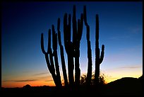 Organ Pipe cactus silhouetted at sunset. Organ Pipe Cactus  National Monument, Arizona, USA ( color)