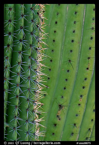 Detail of Organ Pipe Cactus. Organ Pipe Cactus  National Monument, Arizona, USA (color)