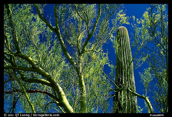Paloverde and Cactus. Organ Pipe Cactus  National Monument, Arizona, USA (color)