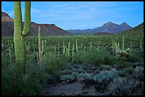Cacti, Diablo Mountains, dusk. Organ Pipe Cactus  National Monument, Arizona, USA ( color)