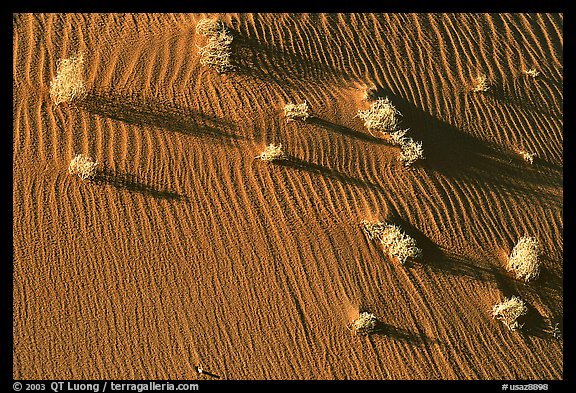 Bushes on sand dune. Canyon de Chelly  National Monument, Arizona, USA