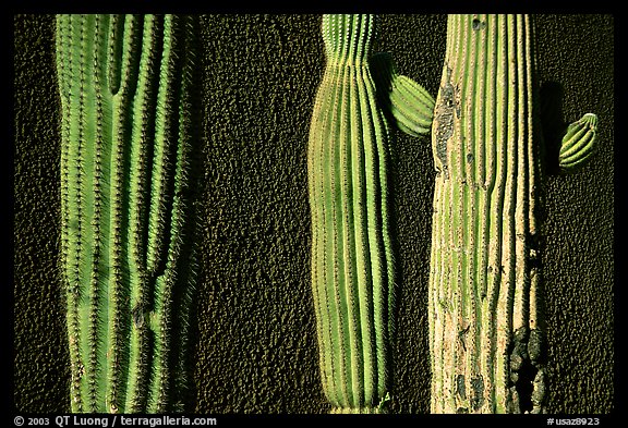 Cactus and wall, Old Tucson Studios. Tucson, Arizona, USA (color)