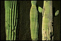 Cactus and wall, Old Tucson Studios. Tucson, Arizona, USA ( color)
