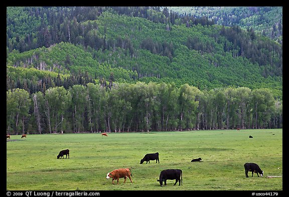 Cows in meadow and aspen covered slopes in spring. Colorado, USA (color)