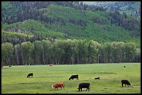 Cows in meadow and aspen covered slopes in spring. Colorado, USA ( color)