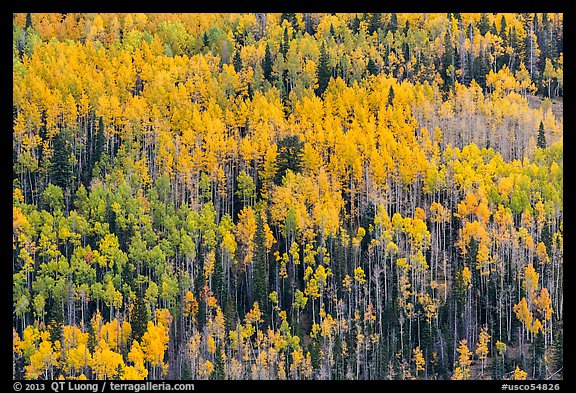 Slope with aspens in fall color, Rio Grande National Forest. Colorado, USA (color)