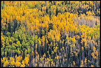 Slope with aspens in fall color, Rio Grande National Forest. Colorado, USA (color)