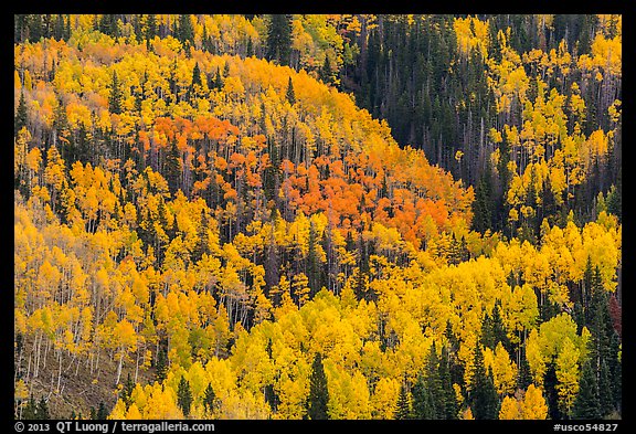 Aspens in bright fall foliage, Rio Grande National Forest. Colorado, USA (color)