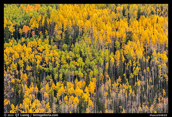 Slope with aspens in autumn color, Rio Grande National Forest. Colorado, USA