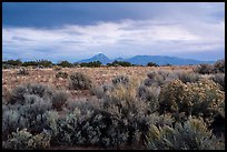 Shrubs on flats and Sleeping Ute Mountain, evening. Canyon of the Ancients National Monument, Colorado, USA ( color)