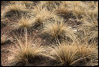 Grasses. Canyon of the Ancients National Monument, Colorado, USA ( color)