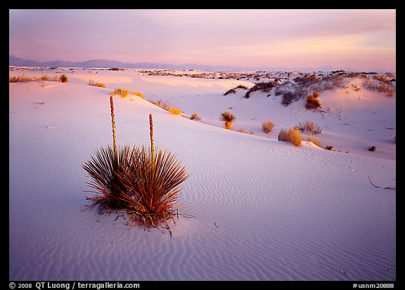 Yucca and white gypsum sand at sunrise. White Sands National Monument, New Mexico, USA (color)