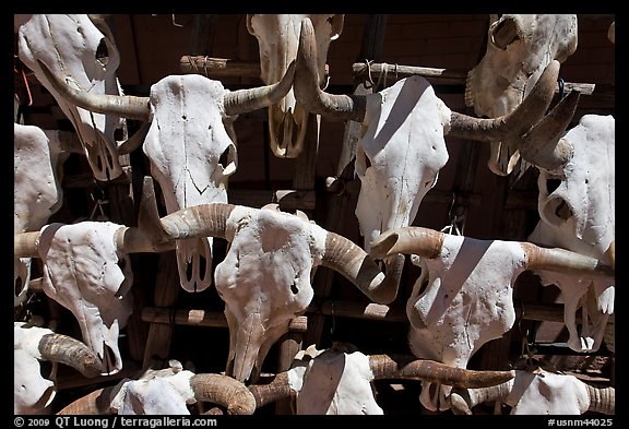 Cow skulls for sale. Santa Fe, New Mexico, USA