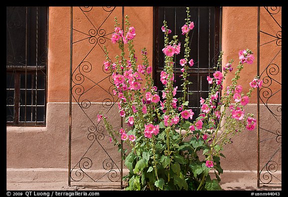 Flowers and wall, Church San Felipe de Neri. Albuquerque, New Mexico, USA