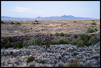 Sagebrush and juniper, Taos Valley Overlook. Rio Grande Del Norte National Monument, New Mexico, USA ( color)