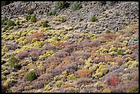 Shurbs with autumn colors from above. Rio Grande Del Norte National Monument, New Mexico, USA ( color)