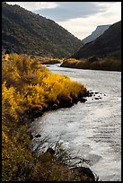Fall colors on the banks of the Rio Grande River. Rio Grande Del Norte National Monument, New Mexico, USA ( color)