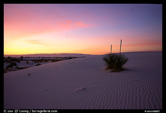 Yucca at sunrise. White Sands National Monument, New Mexico, USA (color)
