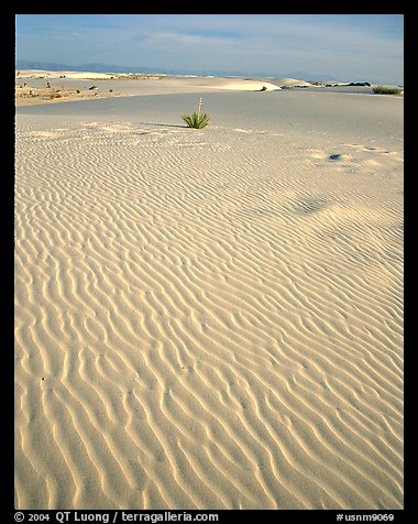 Ripples in sand dunes. White Sands National Park (color)