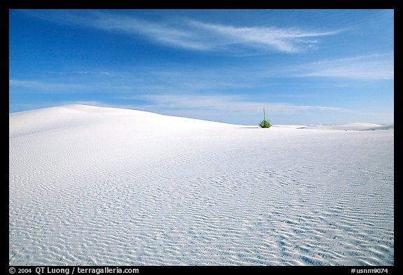 Lone Yucca and white sand dunes. White Sands National Monument, New Mexico, USA