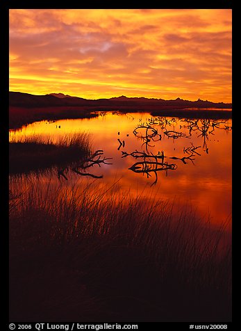 Reeds and branches in marsh, sunrise, Havasu National Wildlife Refuge. Nevada, USA
