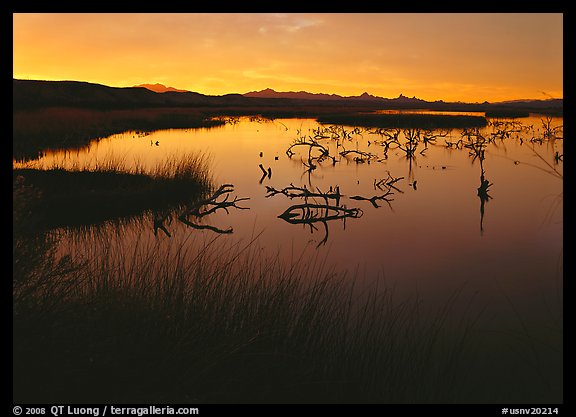 Wetlands at sunrise, Havasu National Wildlife Refuge. USA (color)