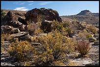 Shurbs in autum and rock with Starburst deer panel. Basin And Range National Monument, Nevada, USA ( color)