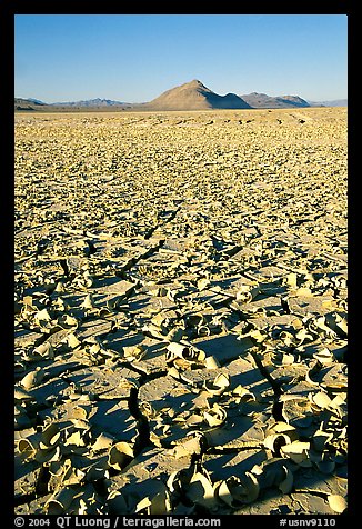 Playa with peeling dried mud, early morning, Black Rock Desert. Nevada, USA (color)