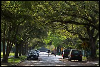 Tree-line street, Museum District. Houston, Texas, USA ( color)